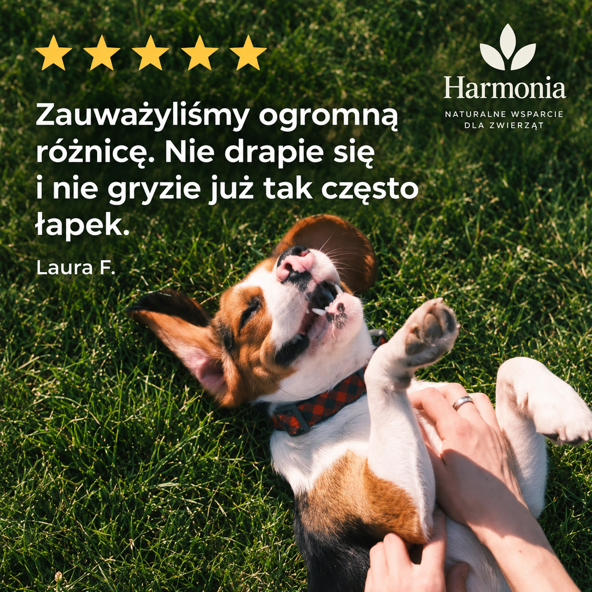 Probiotyk na zdrowe trawienie